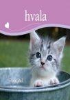 Hvala Hvala
