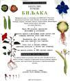 Vizuelni rečnik biljaka