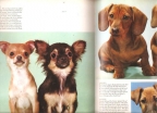 The wondrous world of Dogs 