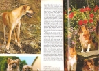 The wondrous world of Dogs 