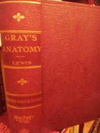 GREY S  ANATOMY