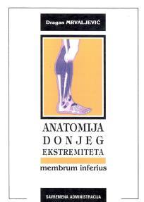 Anatomija čoveka: Donji ekstremiteti
