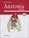 Anatomia humana
