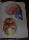 Anatommie