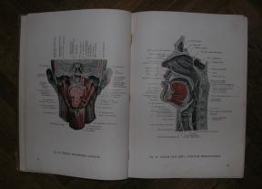 Atlas anatomiae corporis humani 