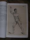Chirurgische anatomie der arterienstämme und fascien  