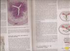 Anatomski atlas Oxford Medical 