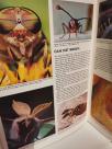 INSEKTI