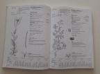 Dicot weeds 1 - Dikotiledoni korovi 13 porodica